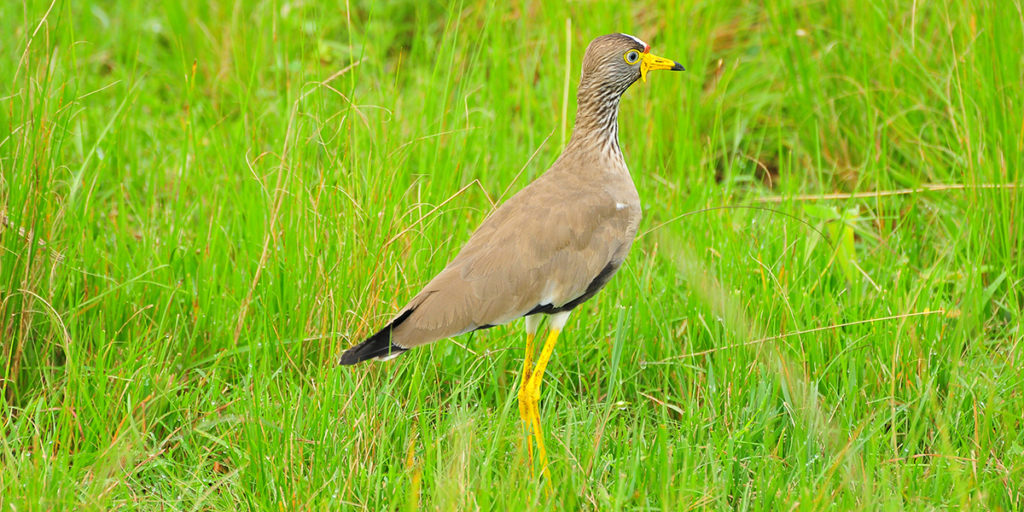 Bird Watching Safaris in Uganda