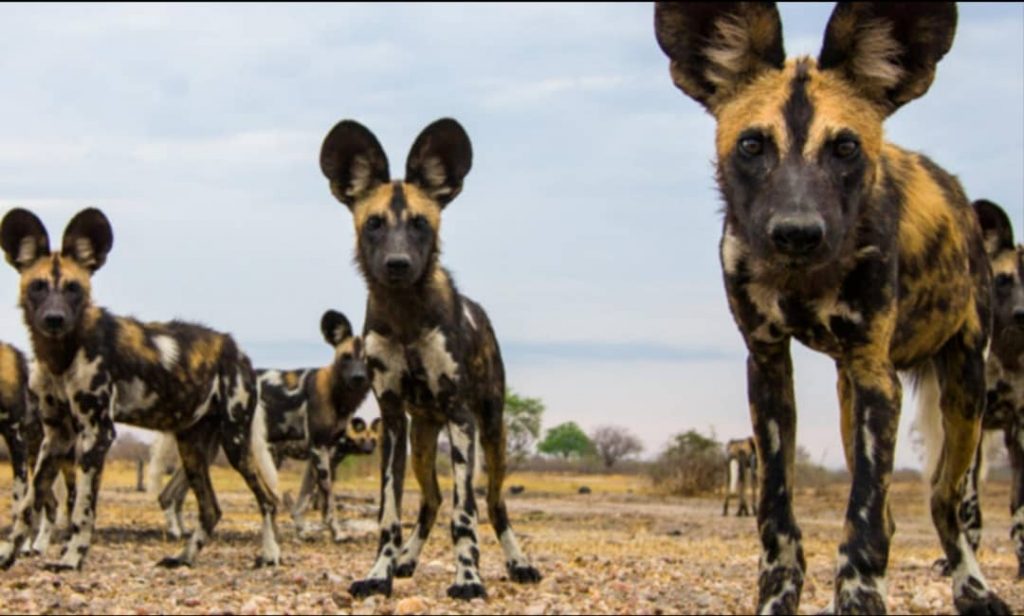 African Wild Dog