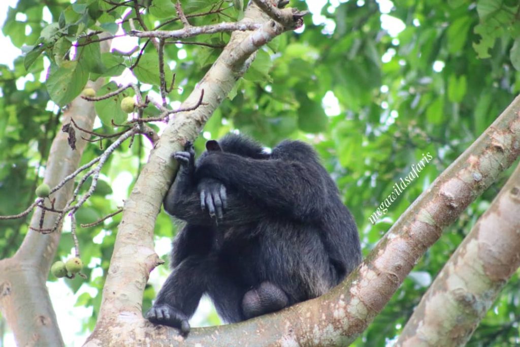 Chimpanzee Trekking experience