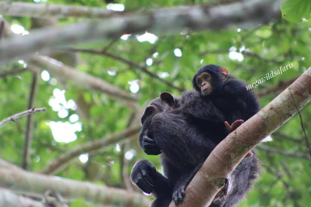 Primates Protection Against Coronavirus in Uganda