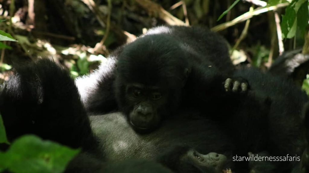 Gorilla trekking in Bwindi